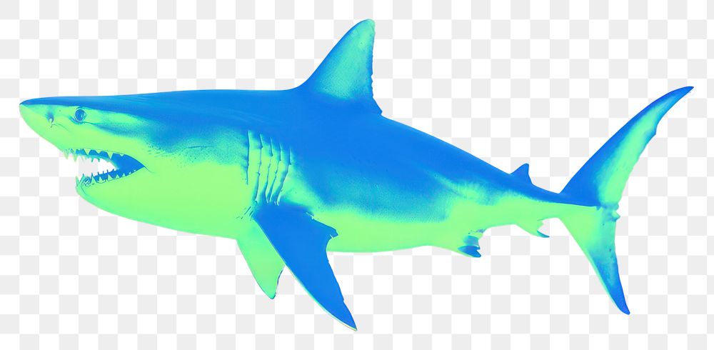 PNG  Shark animal fish underwater.