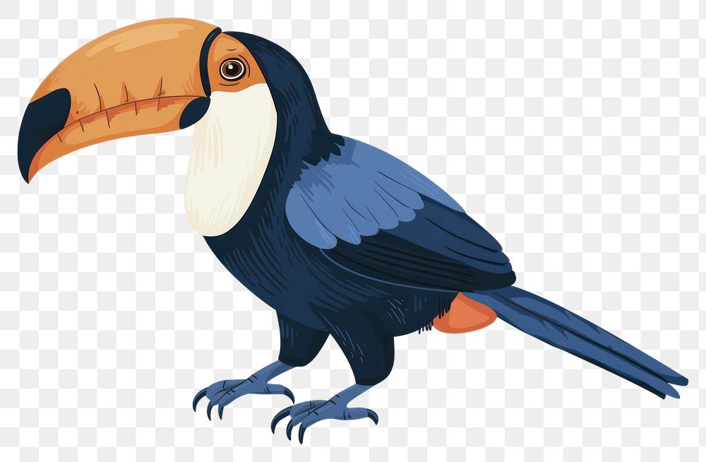 PNG Antique of toucan animal bird beak.