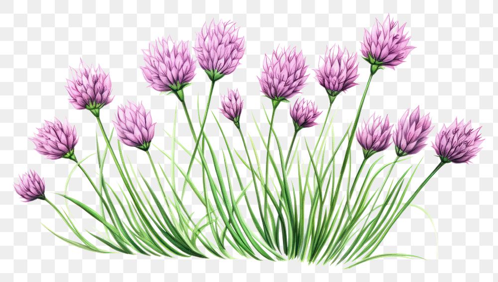PNG Chives herb blossom flower plant.