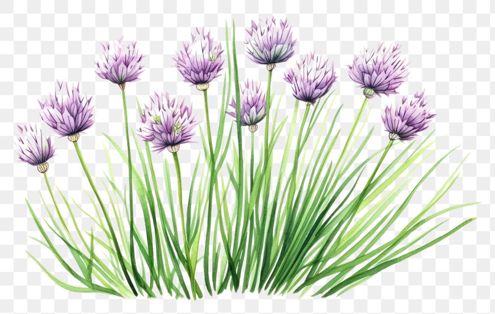 PNG Chives herb blossom flower plant.