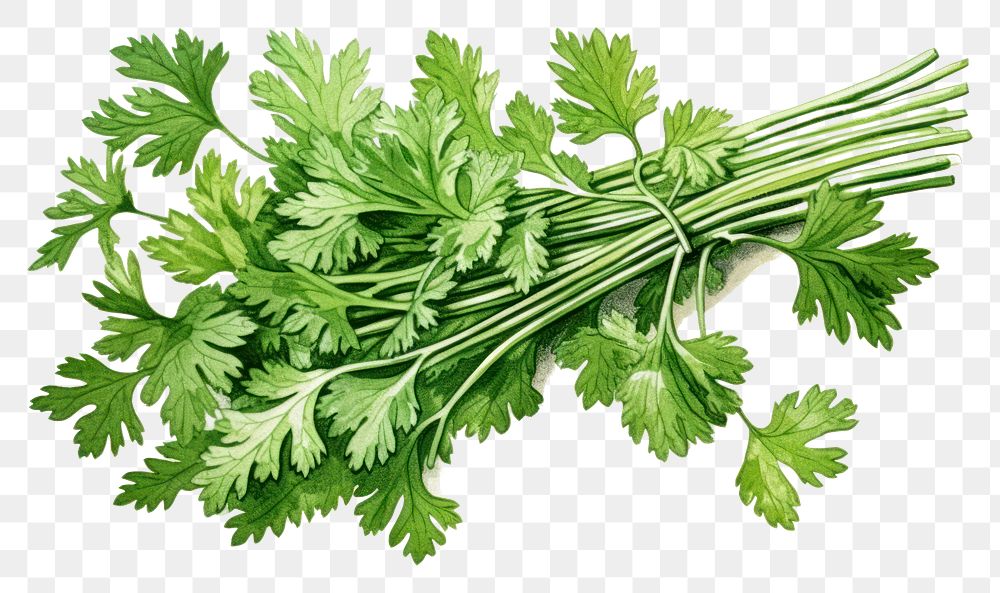 PNG Cilantro herb herbs parsley plant.