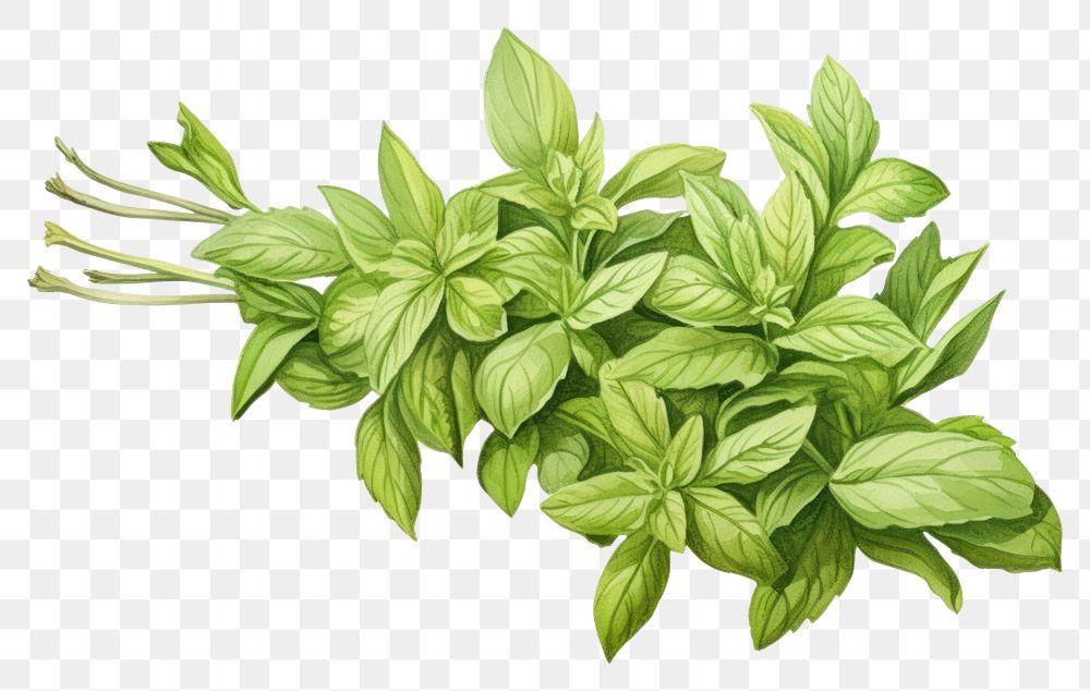 PNG Herb herbs plant leaf.