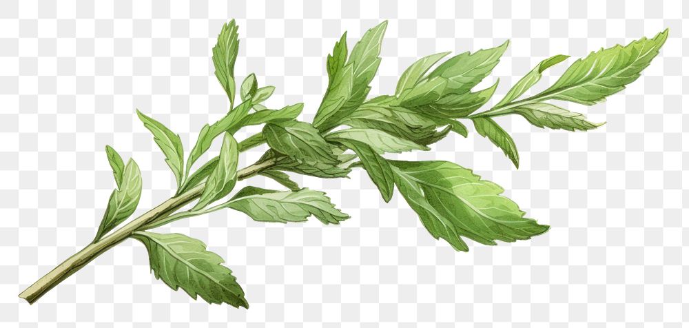 PNG Herb herbs vegetable plant.