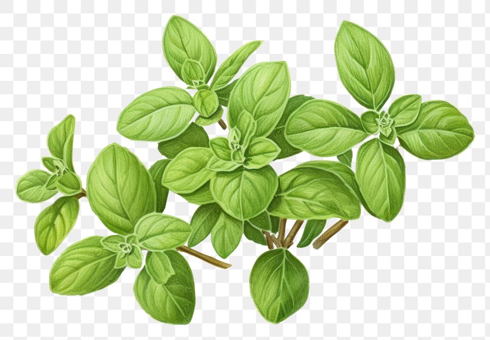 PNG Oregano herb herbs plant leaf.