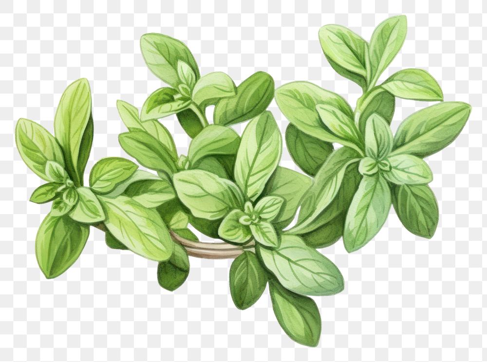 PNG Oregano herb herbs plant leaf.