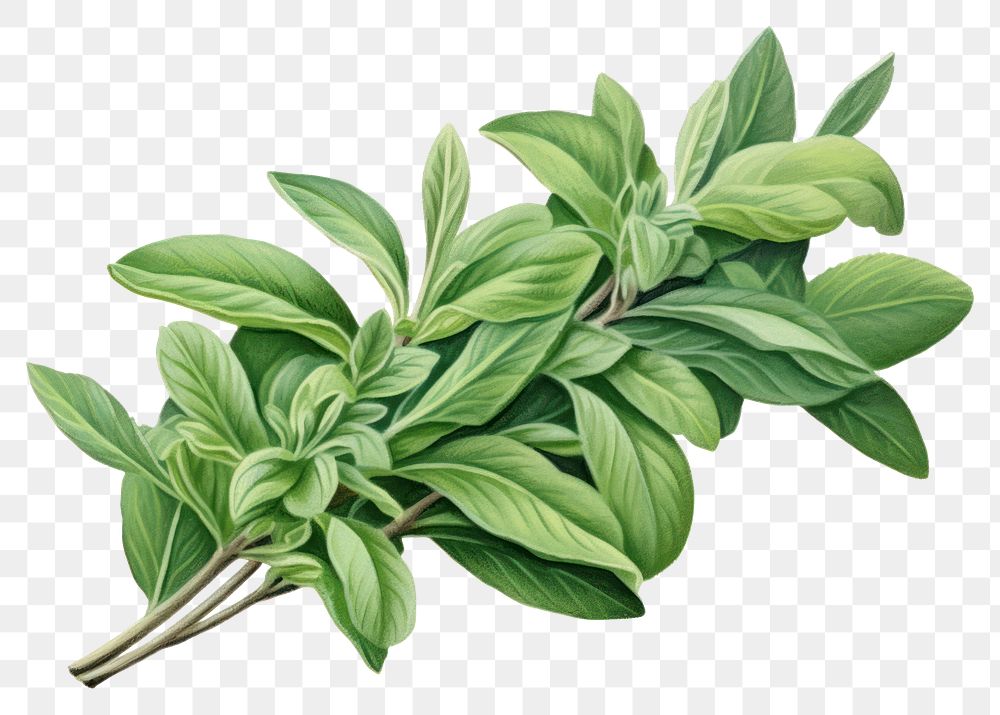 PNG Sage herb herbs plant leaf