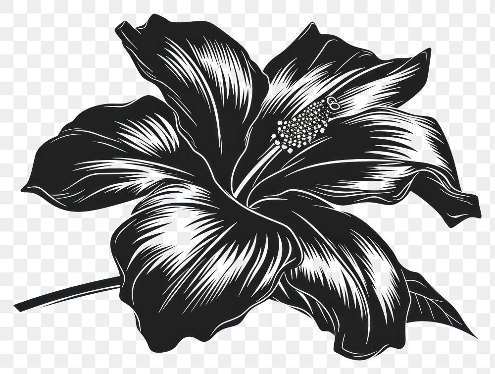 PNG Hibiscus drawing flower sketch.