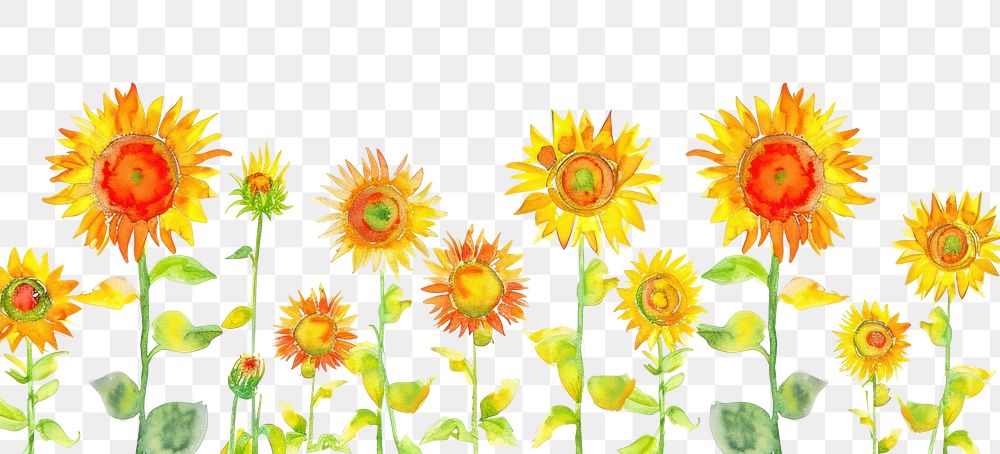 PNG Sunflowers backgrounds nature plant.