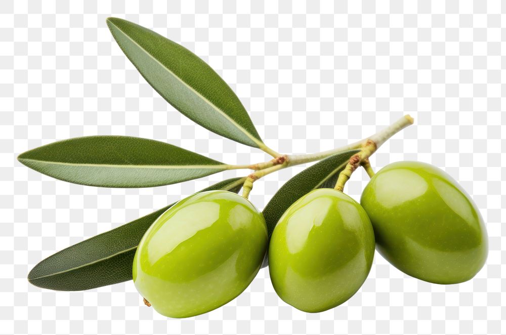 PNG Olive plant food leaf.