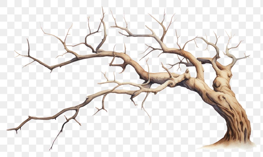 PNG A Dry branch tree drawing nature sketch