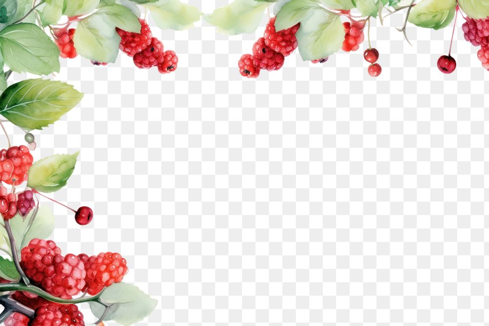 PNG Blackberry raspberry fruit plant.