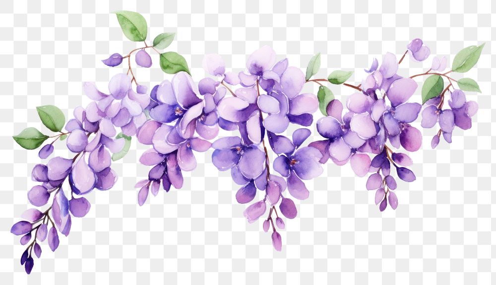 PNG Blossom flower lilac plant