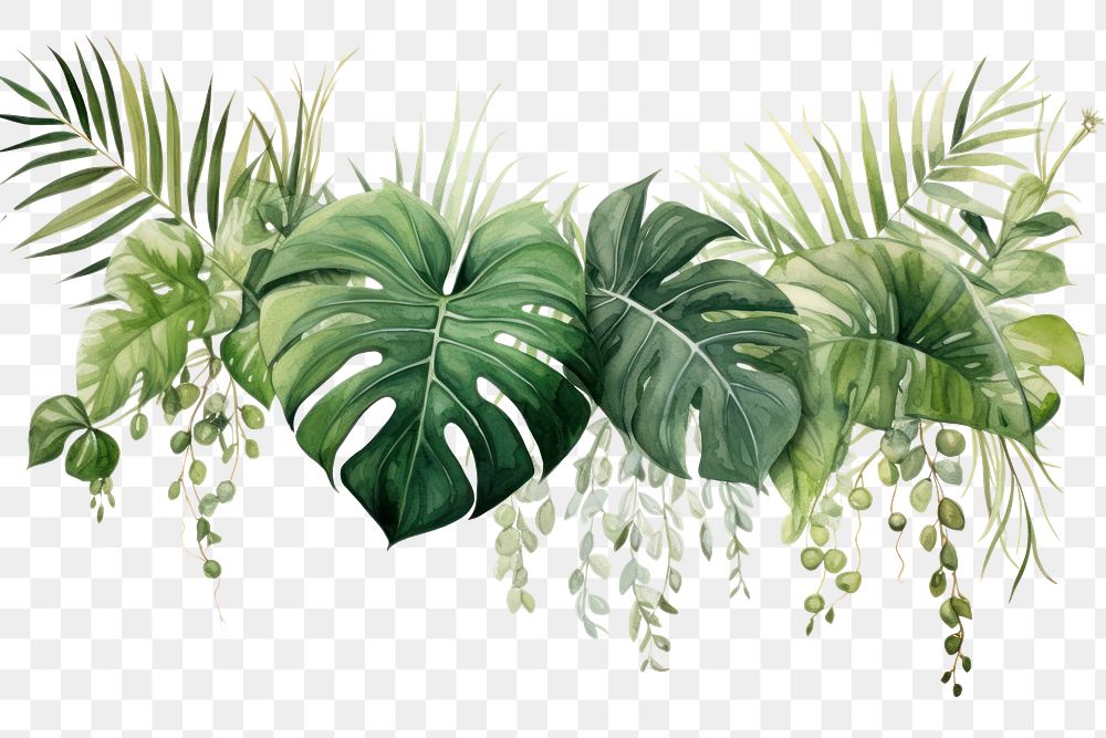 PNG Plant leaf vegetation freshness.