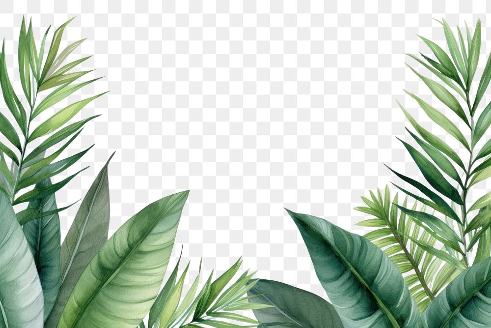 PNG Nature plant green leaf.