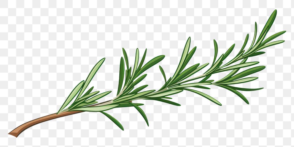 PNG A rosemary plant herbs white background. AI generated Image by rawpixel.