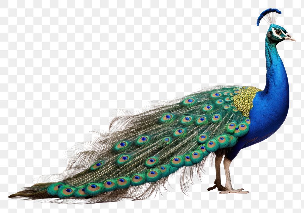 PNG A peacock animal bird white background