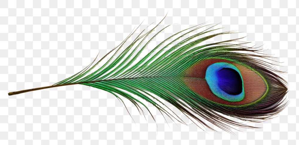 PNG A peacock feather animal bird white background. AI generated Image by rawpixel.