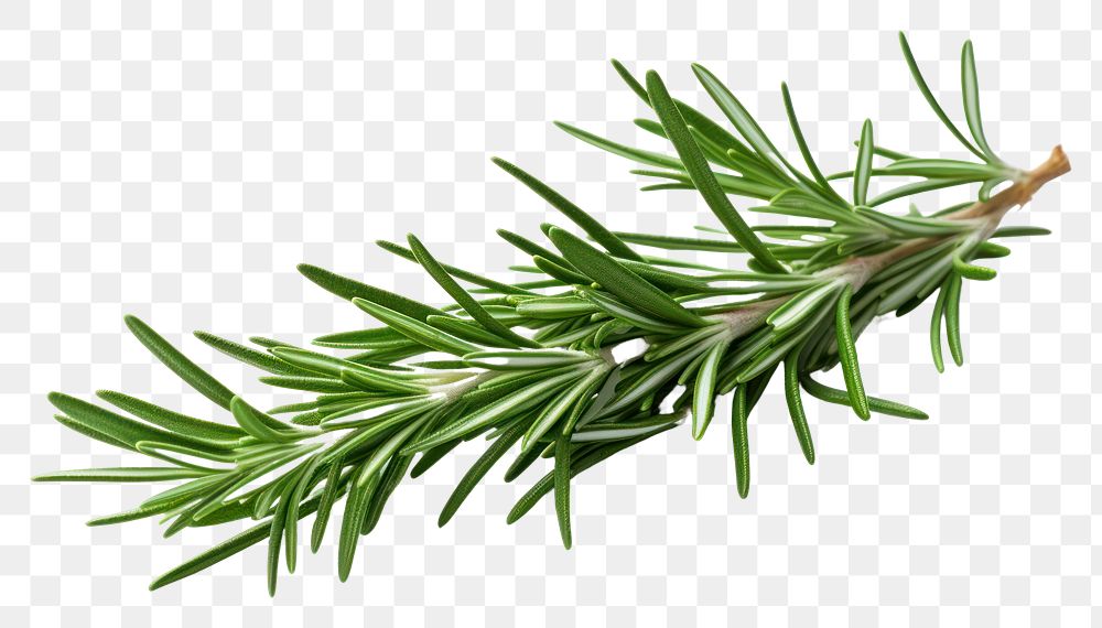 PNG A rosemary plant herbs fir. AI generated Image by rawpixel.