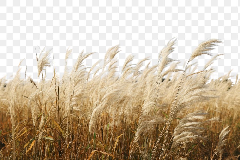 PNG Plant background field grass outdoors. AI generated Image by rawpixel.