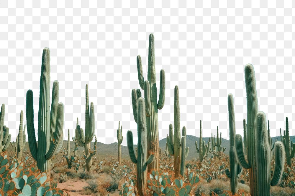 PNG Plant background cactus outdoors nature