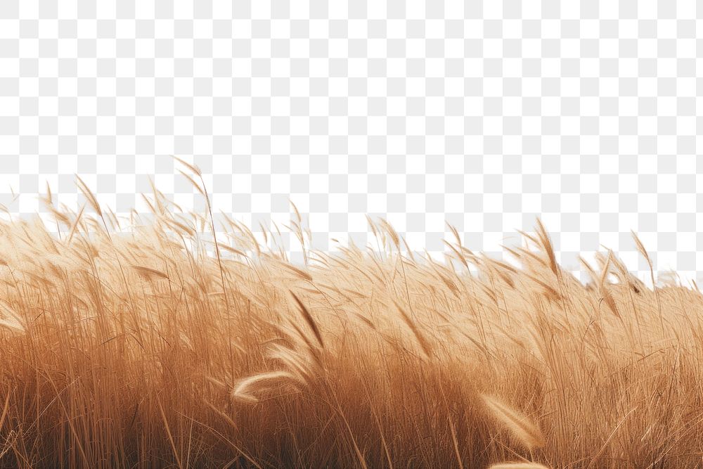 PNG Plant background grass outdoors horizon. AI generated Image by rawpixel.