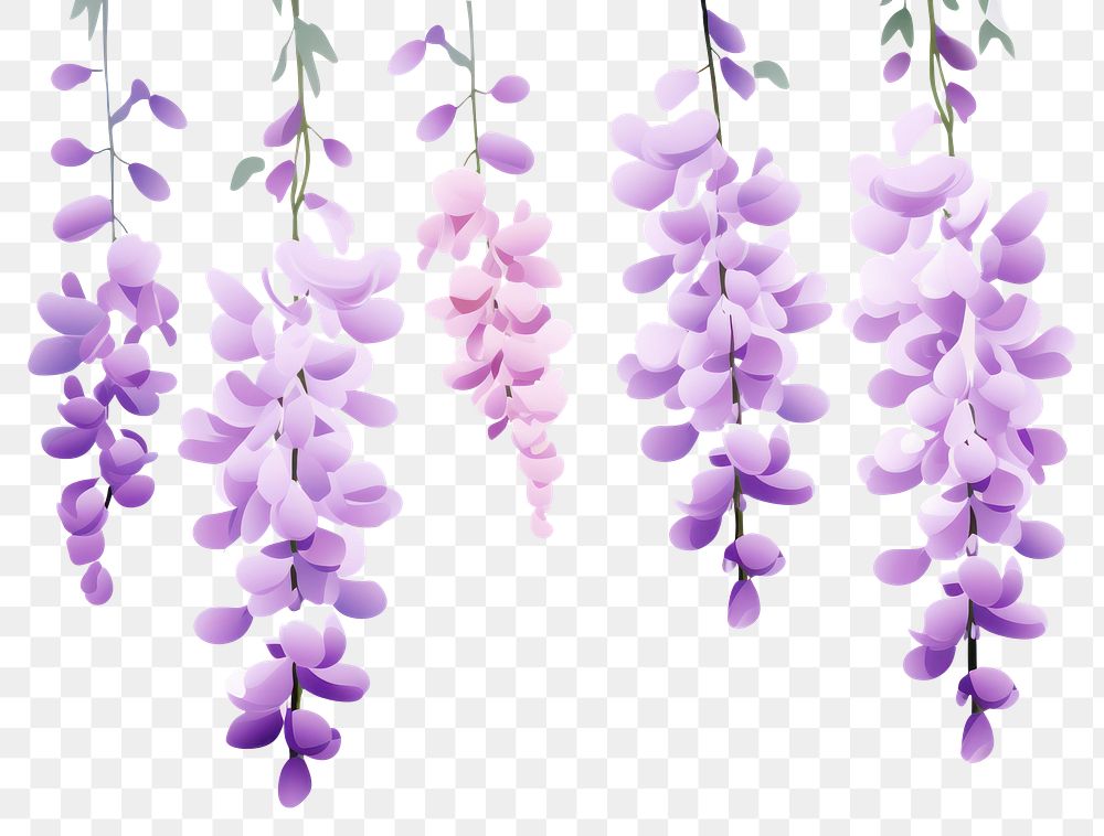 PNG  Wisteria blossom flower purple.