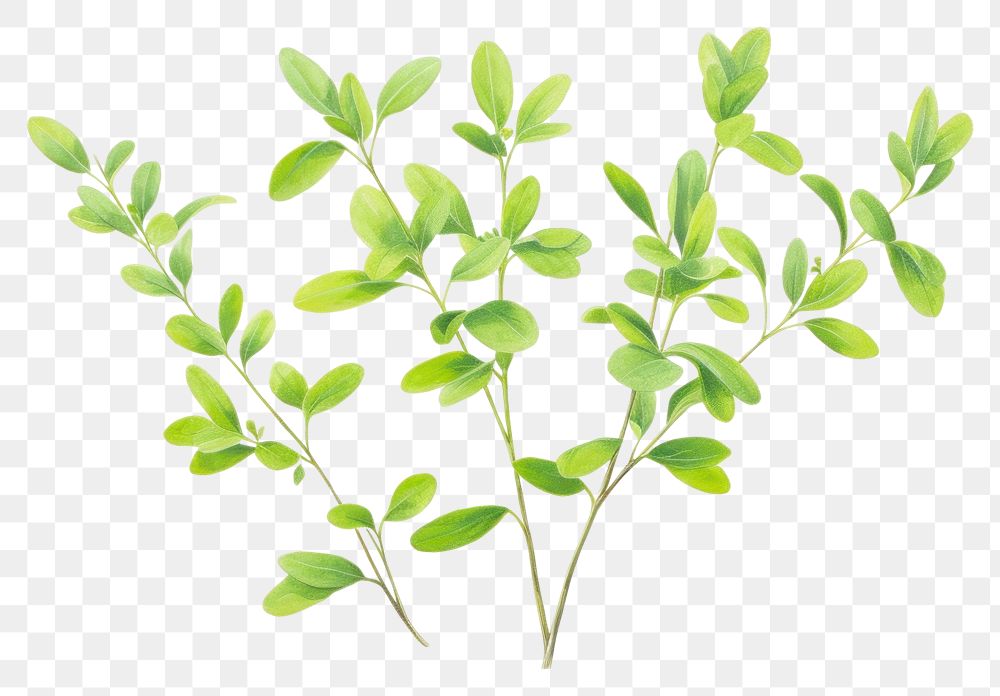 PNG Thyme plant herbs leaf.