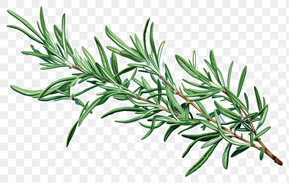 PNG Rosemary plant herbs leaf.
