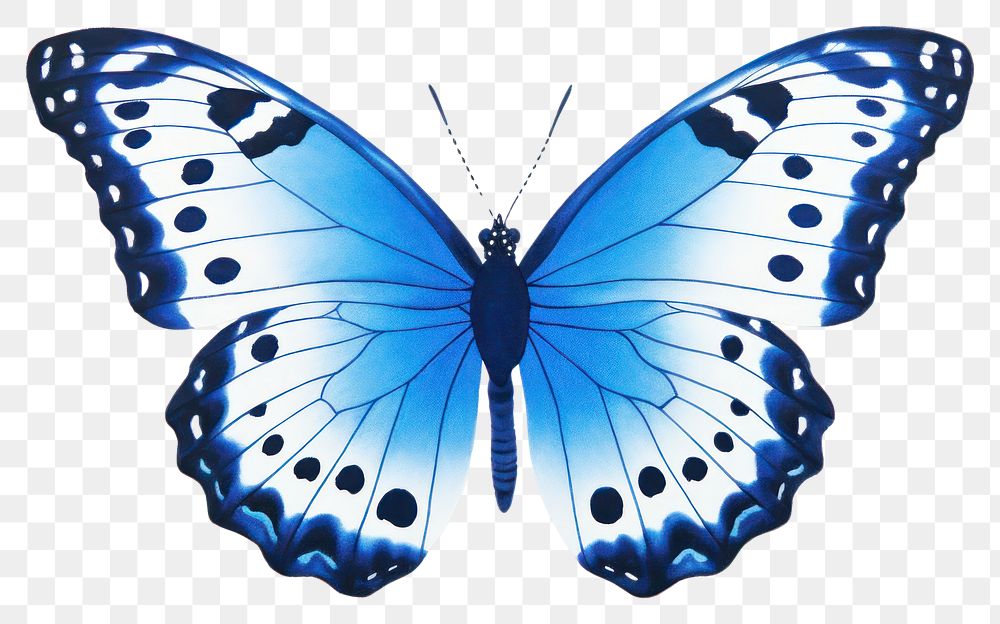 PNG  Blue butterfly animal insect white background.
