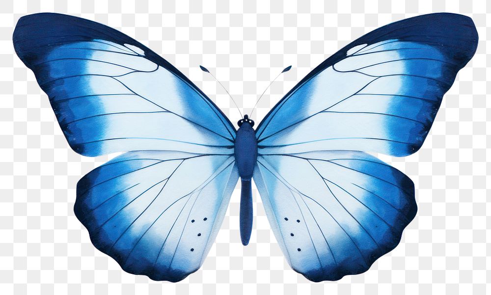 PNG  Blue butterfly animal insect white background.