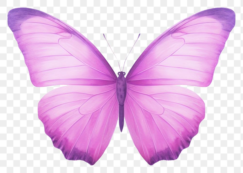 PNG  Violet butterfly animal insect purple