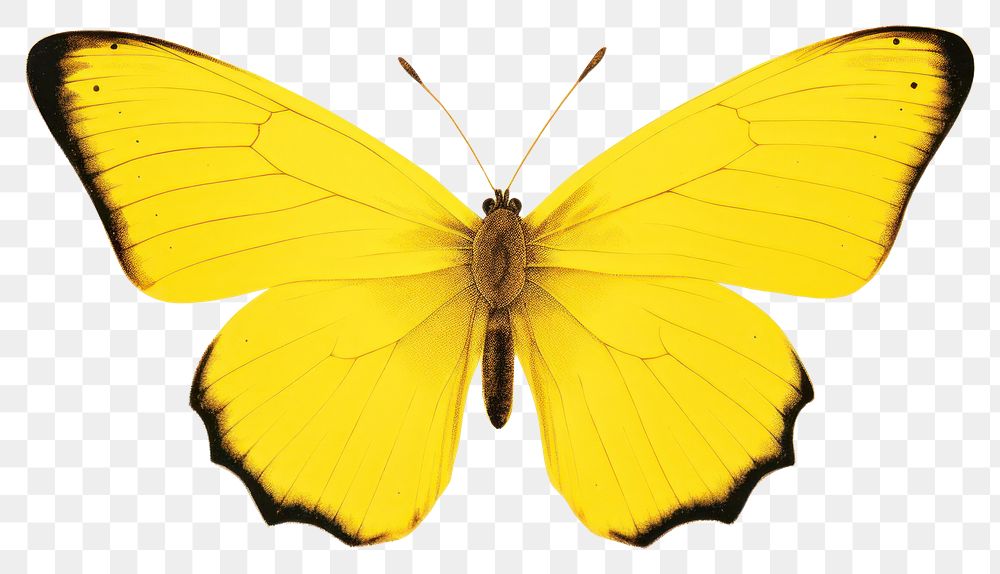 PNG  Yellow butterfly animal insect moth