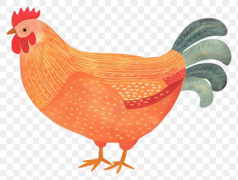 PNG  Chicken poultry animal bird.