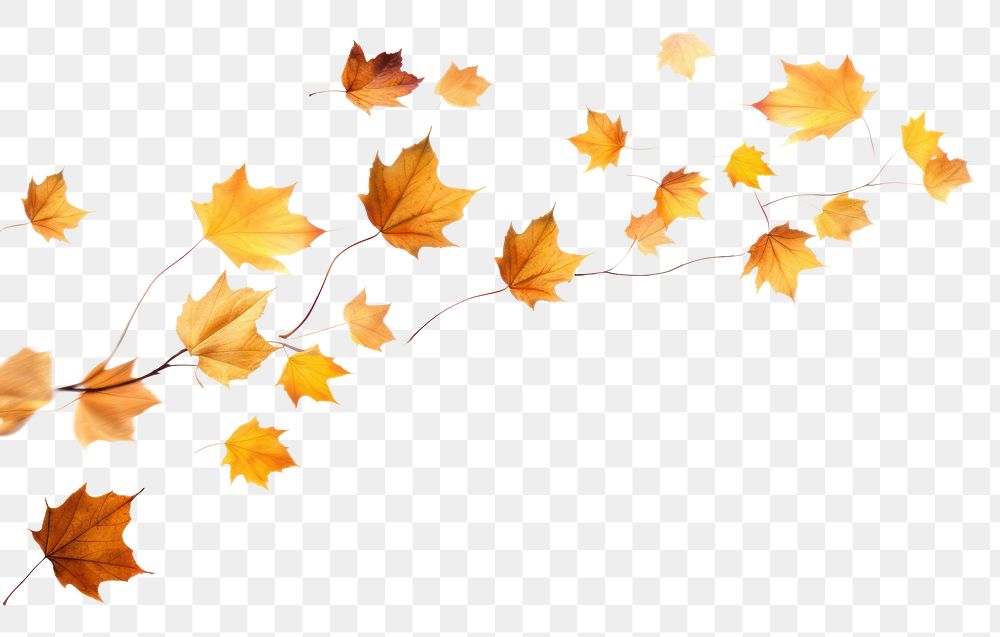 PNG Autumn leaves backgrounds plant maple.