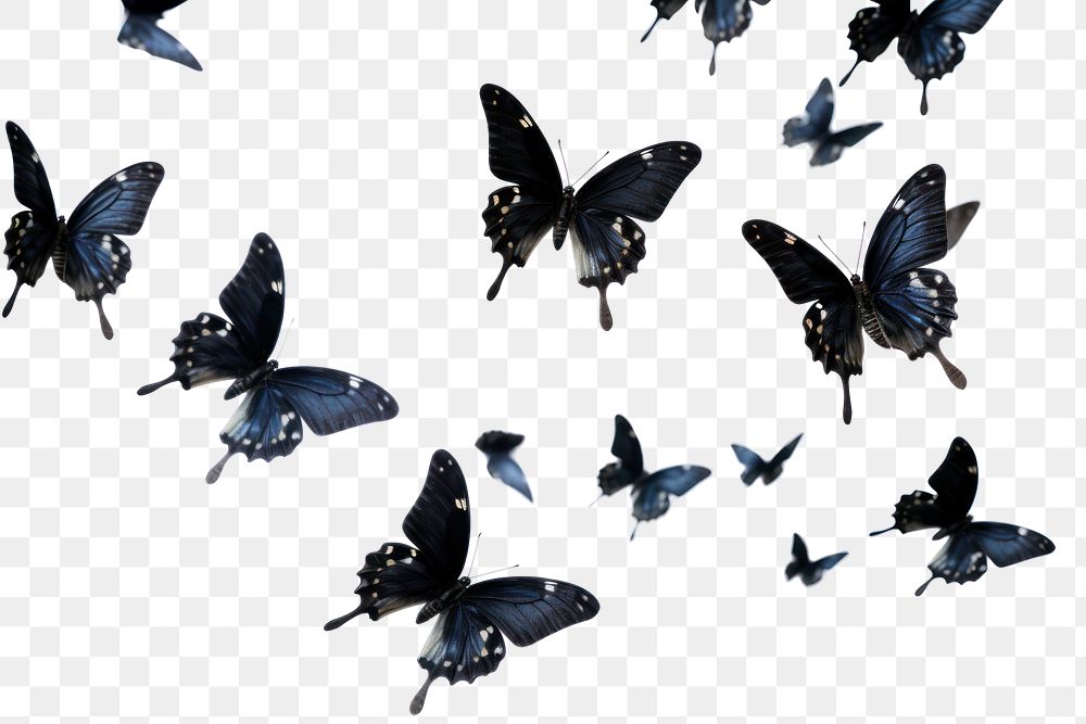 PNG Black butterflies flying butterfly animal.