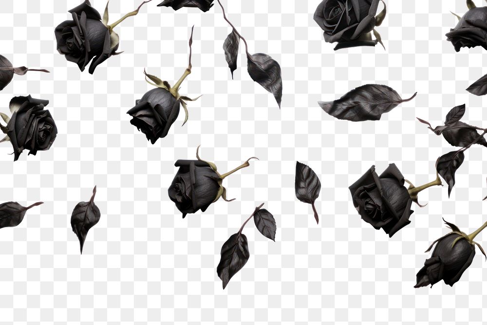 PNG Black roses flower plant petal.
