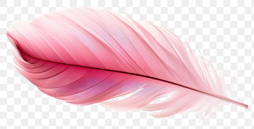 PNG Pink feathers red white background lightweight.
