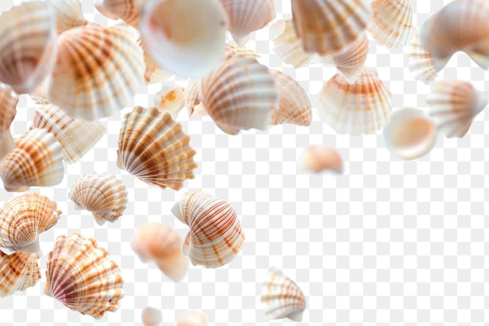 PNG Shells backgrounds seashell conch.