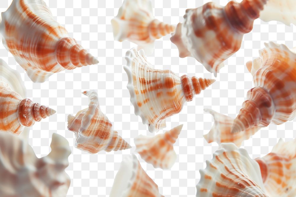 PNG Shells backgrounds seashell animal.