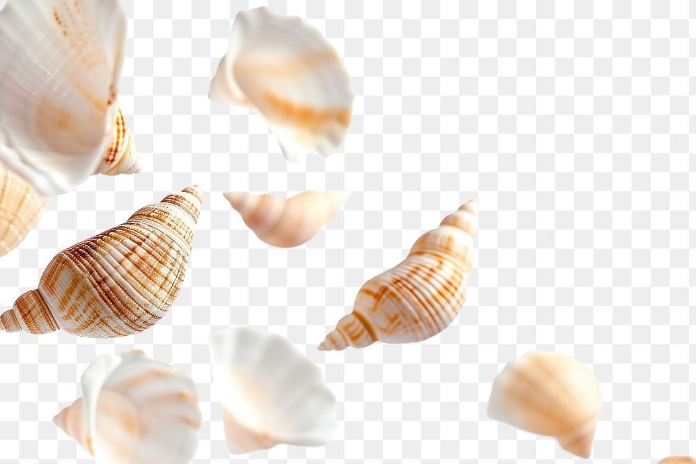 PNG Shells seashell animal conch.