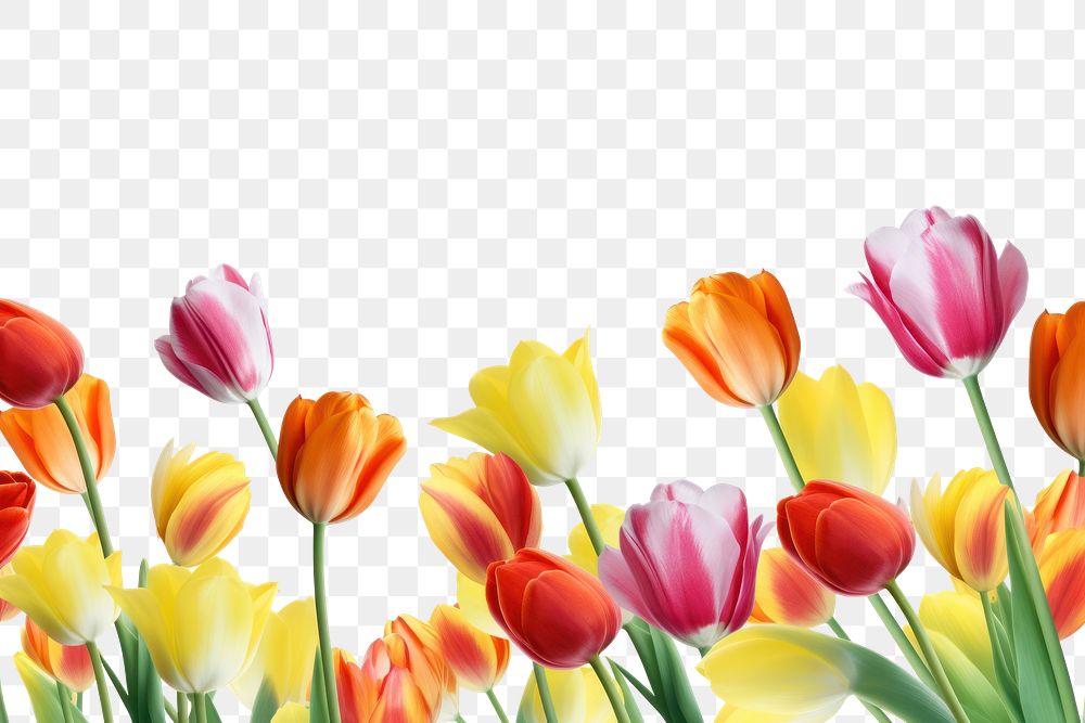 PNG Tulips backgrounds outdoors flower.