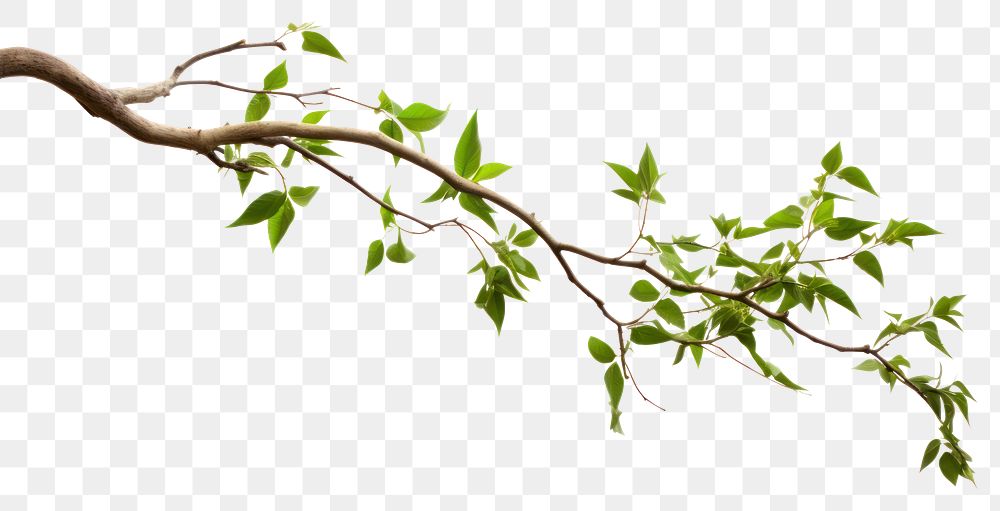 PNG Tree branches plant leaf white background.