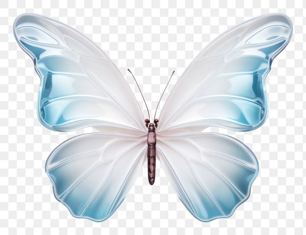 PNG  Butterfly animal insect white.