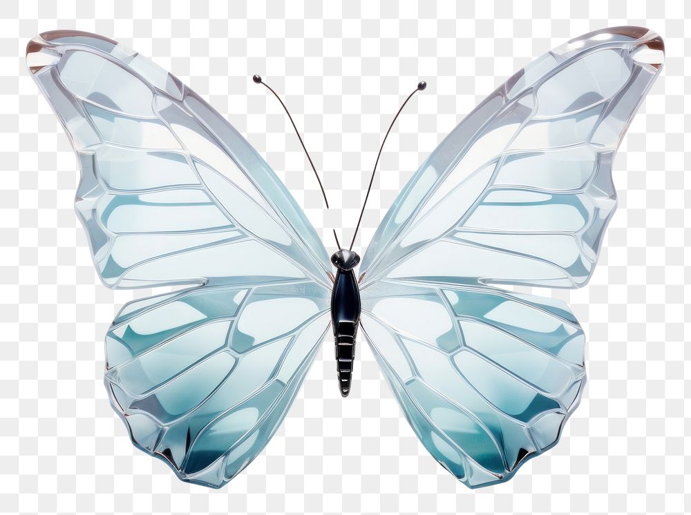 PNG  Butterfly side view animal insect white.
