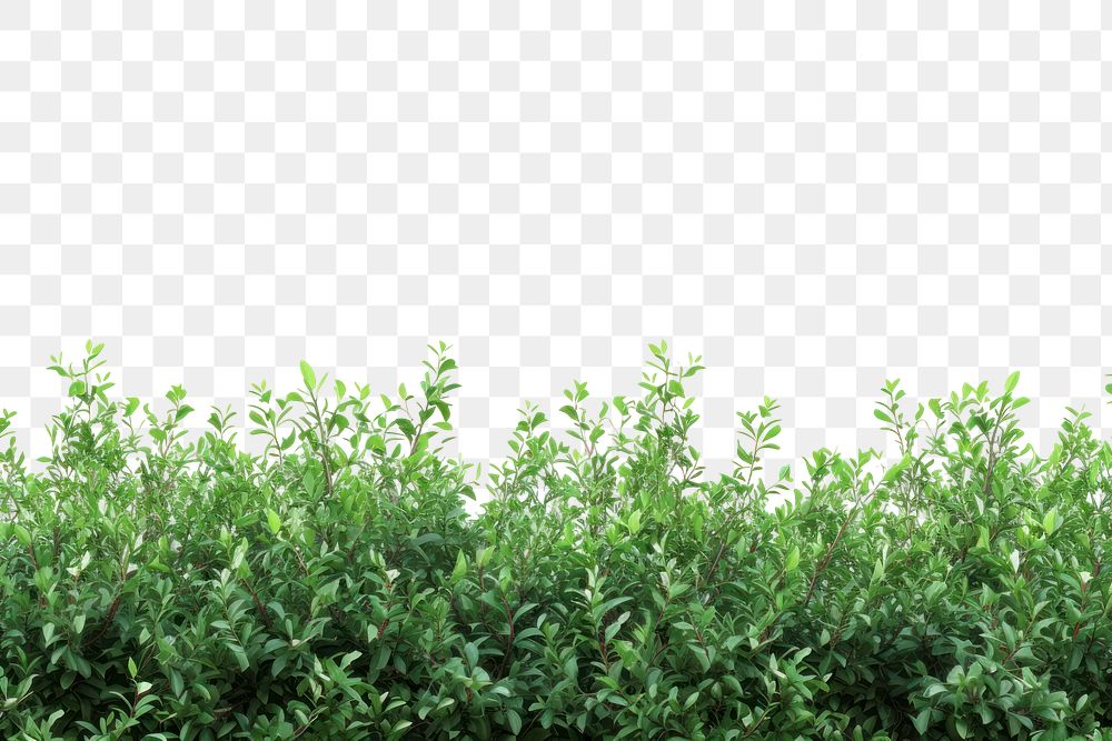 PNG  Bushes backgrounds plant hedge.