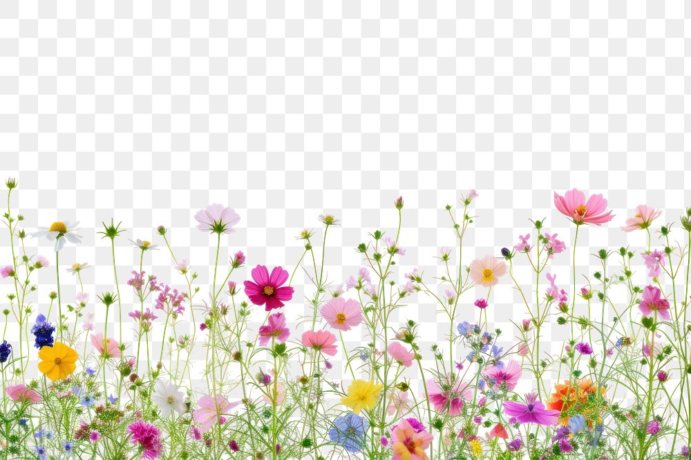 PNG  Colorful small flowers backgrounds grassland outdoors.