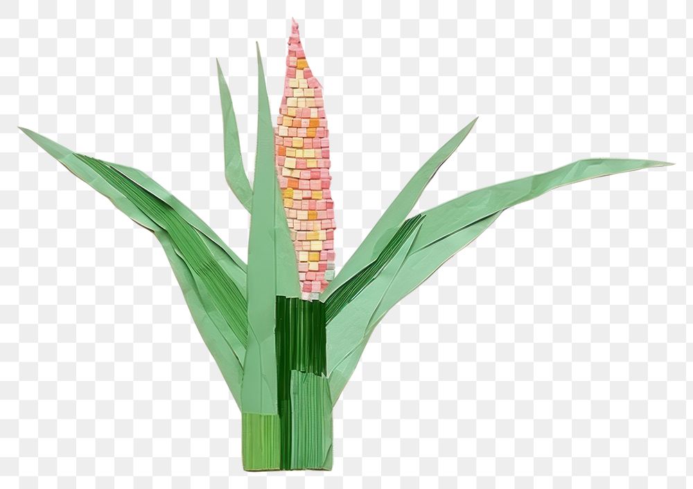 PNG  Corn filed flower plant corn.