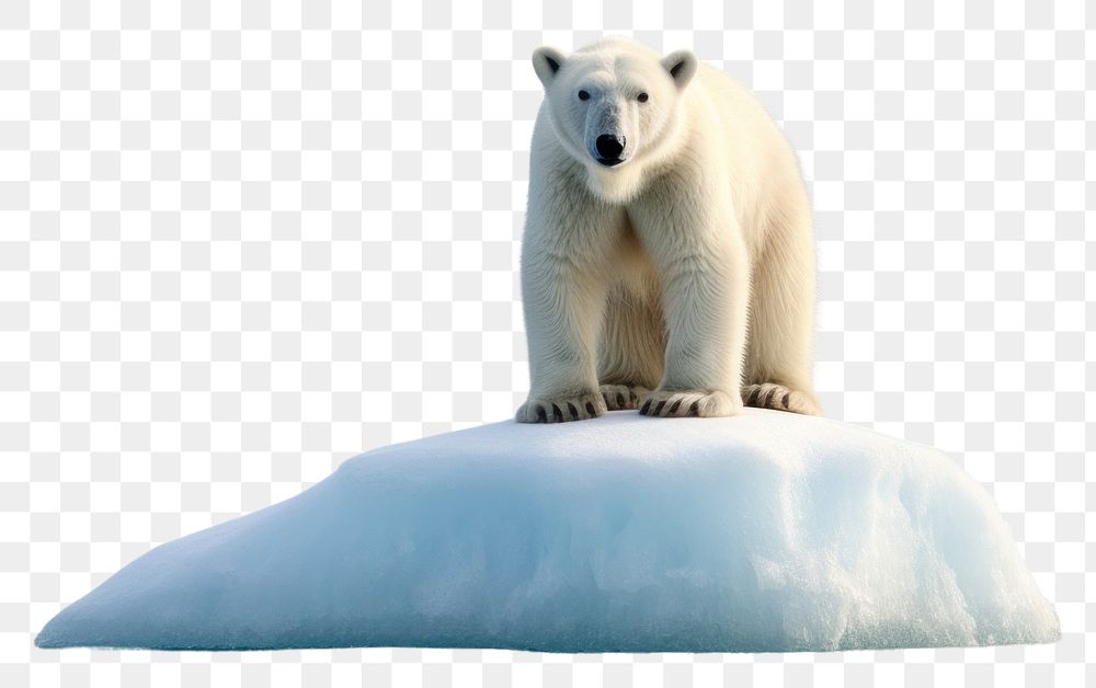 PNG  Polar bear standing on small ice berg wildlife outdoors nature. AI generated Image by rawpixel.