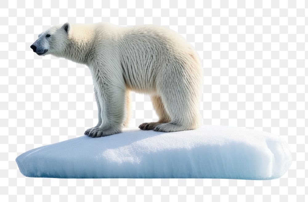 PNG  Polar bear standing onmelting ice berg wildlife outdoors nature. AI generated Image by rawpixel.