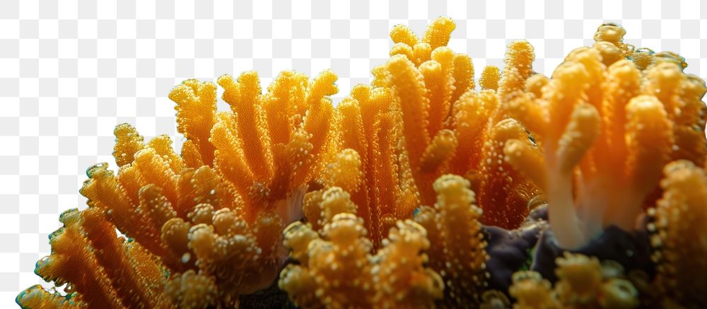 PNG Underwater photo of corals animal outdoors aquatic.